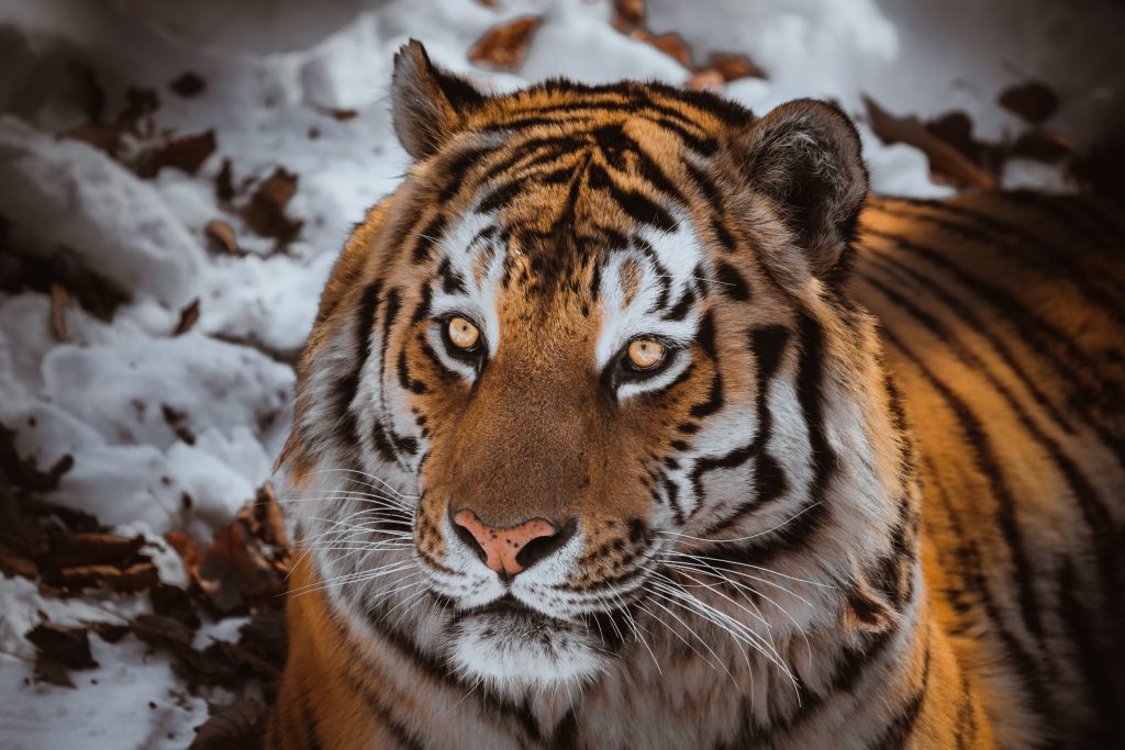 A tiger in the regional park outside Vladivostok