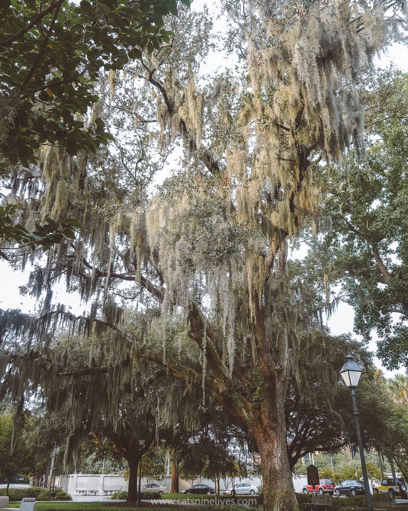 spanish moss draped over the branches of an oak tree