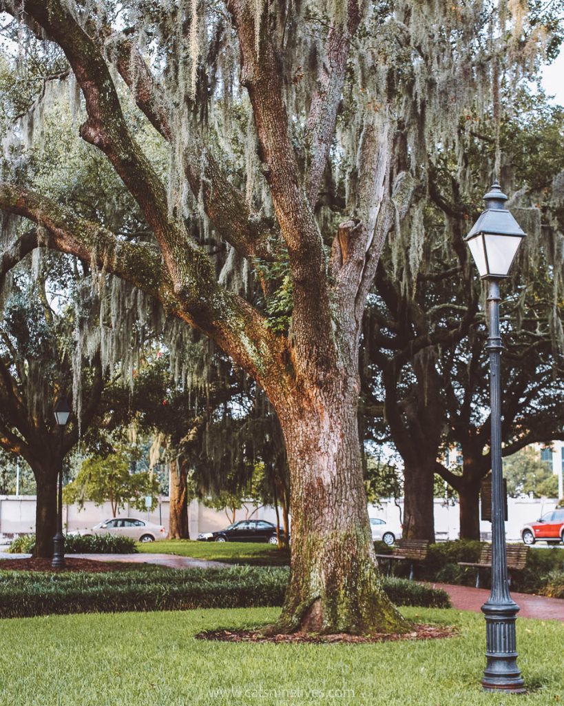 Views from Forsyth Park showing an old lamp post and a huge oak tree covered in Spanish moss