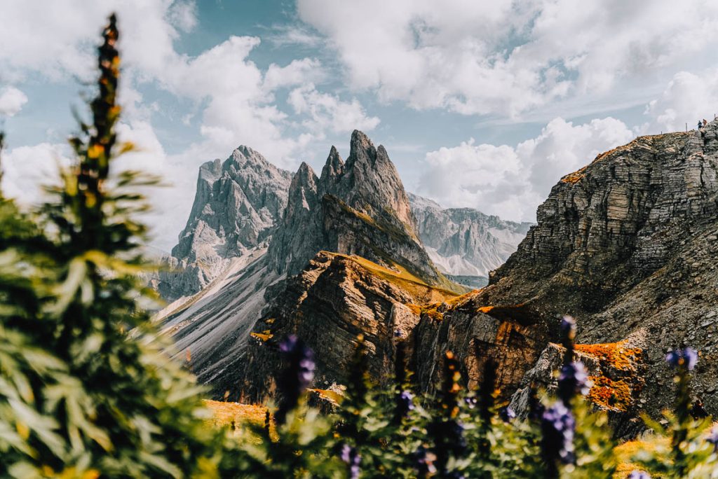 jagged mountain peaks framed with wild flowers