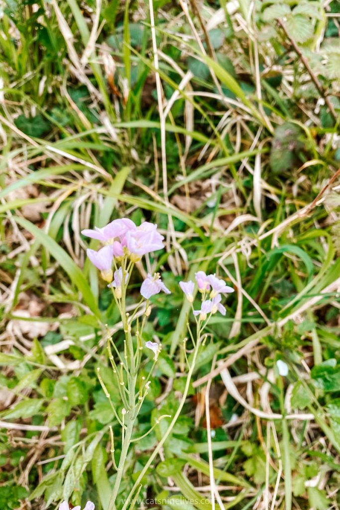 Small, pale pink wildflowers in a grassy meadow