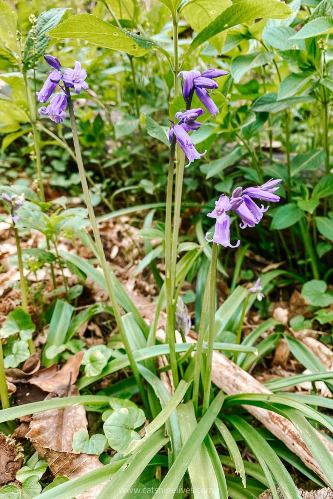 Bluebells in the woodlands of Box Hill