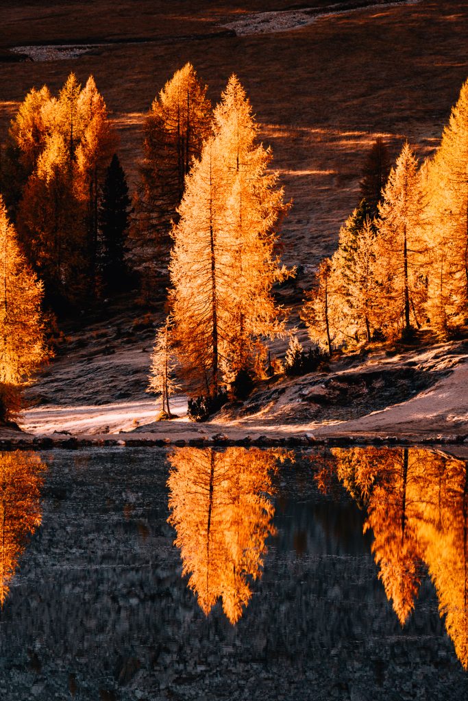 bright orange larch trees reflected in lago di federa