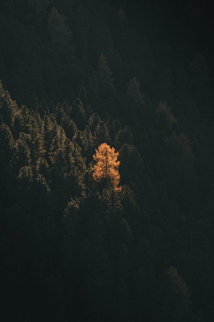 the sun shining on a bright orange birch tree in the italian dolomites in autumn