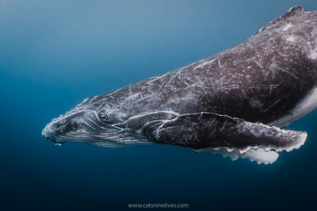 a close up of a humpback whale as seen when swimming with whales