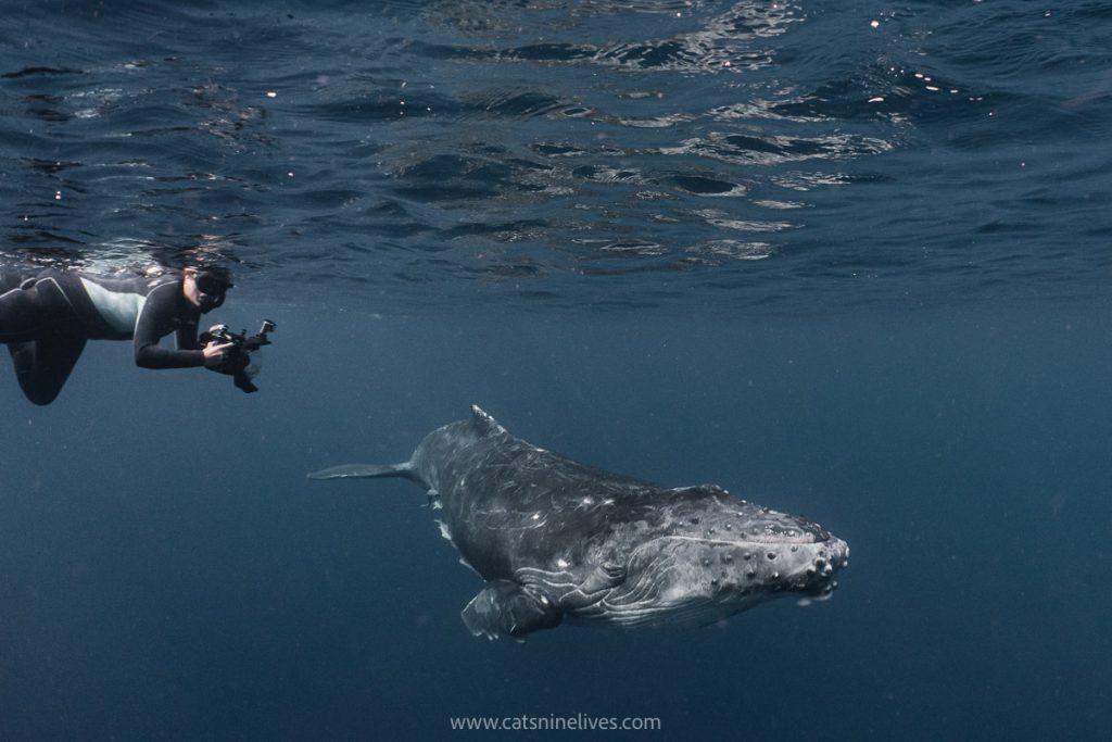 a swimmer with an underwater camera takes photos of a humpback whale swimming past