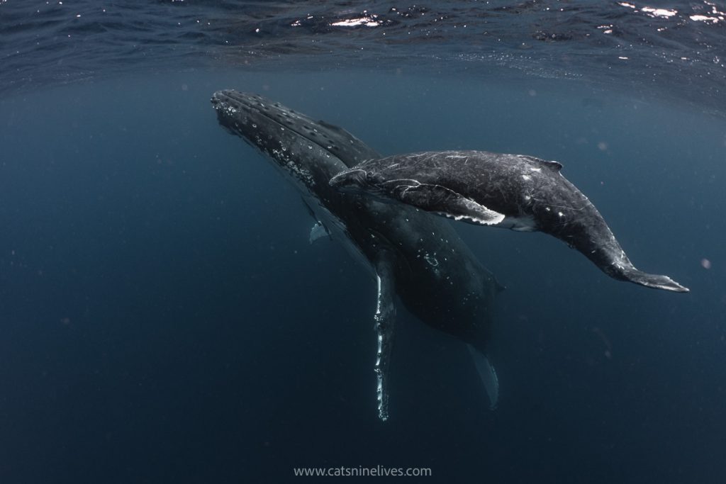 a pair of humpback whales on a swimming with whales group tour in tonga