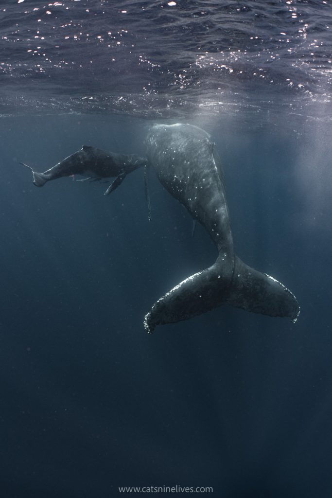 a mother humpback whale swims beside her calf